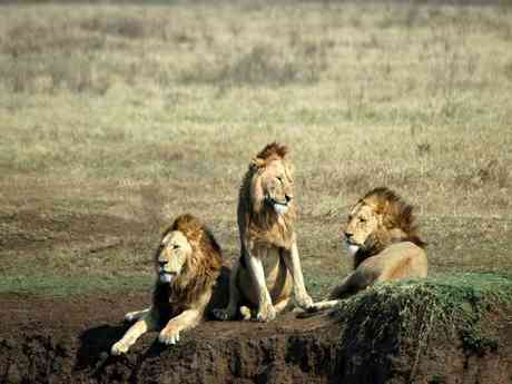 Tanzania Parks & Zanzibar Adventure